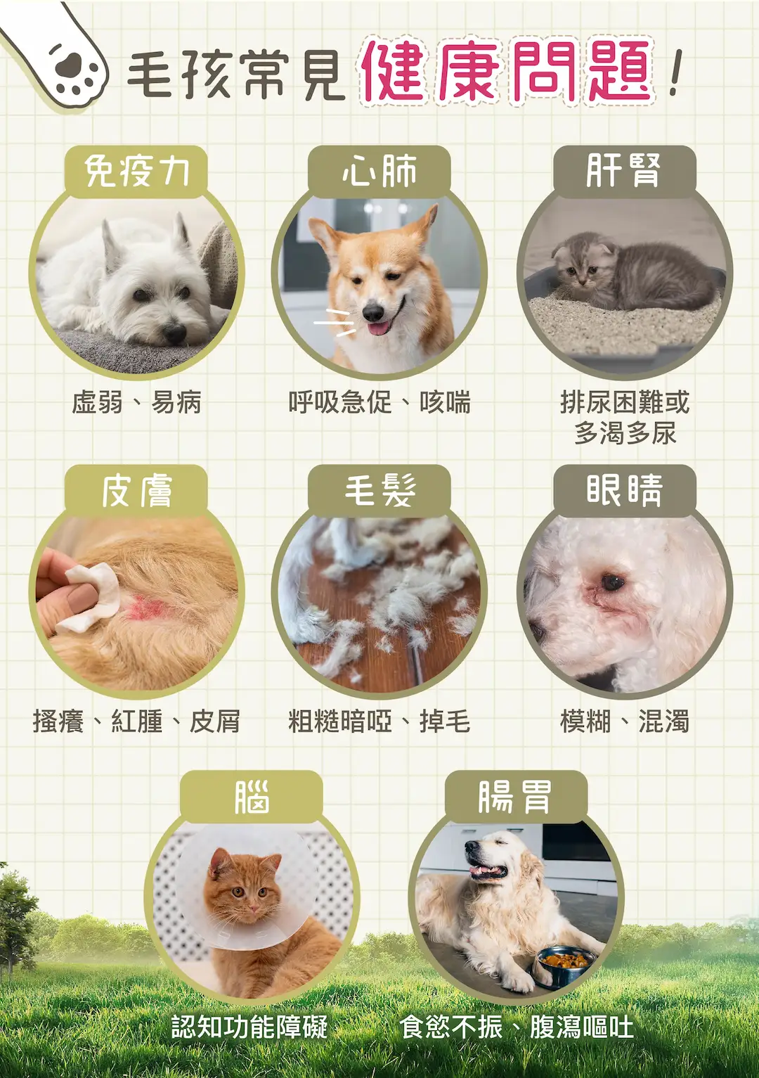 毛孩常見健康問題！ 免疫力差，虛弱易病，呼吸急促、咳喘，排尿困難，皮膚問題、搔癢、紅腫、皮屑、掉毛，食慾不振、腹瀉嘔吐