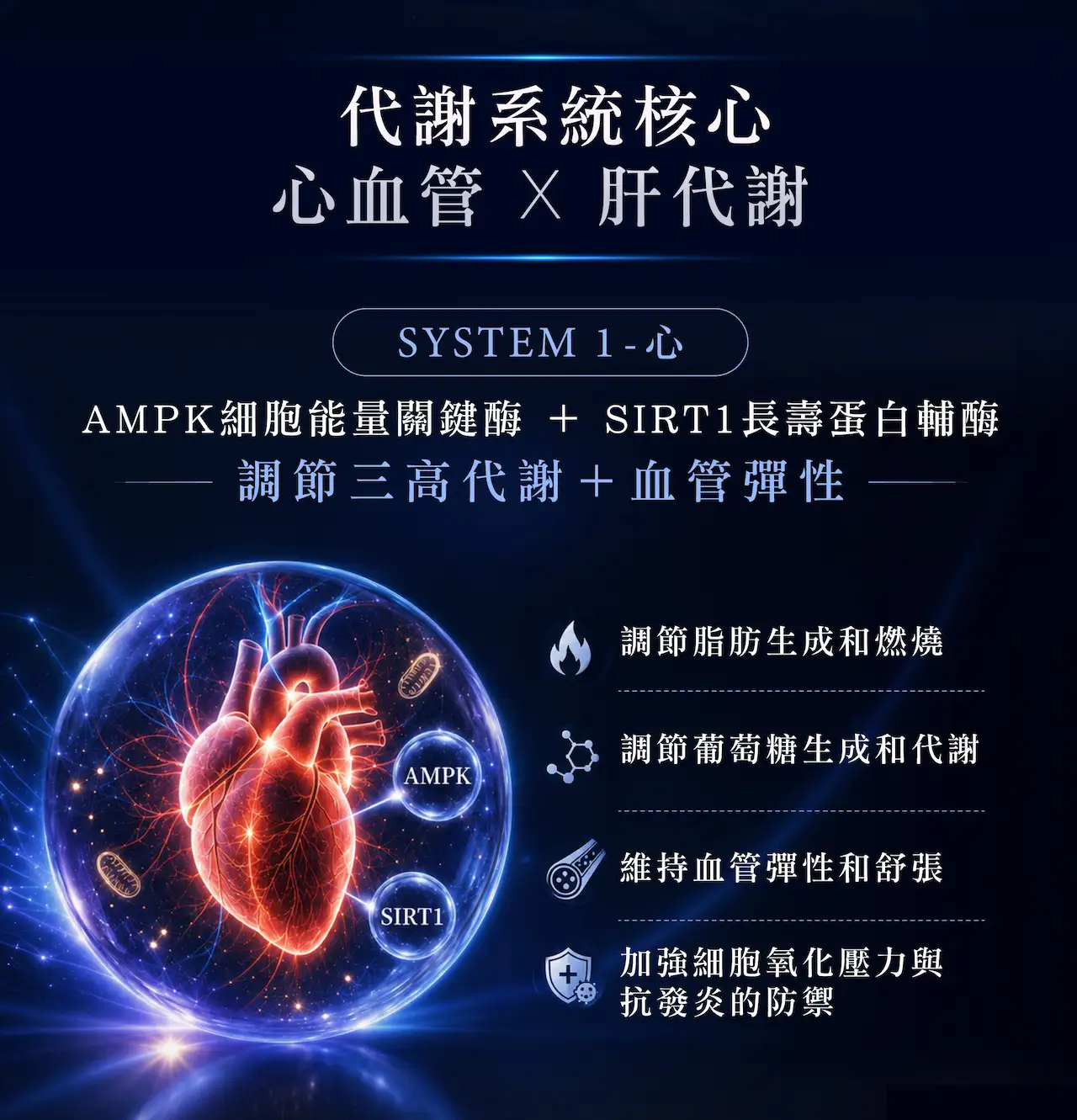 代謝健康雙系統機制，AMPK、SIRT1與心血管代謝，以及PPARα、Nrf2與肝臟代謝的關聯，透過調節代謝、血管彈性，肝臟脂肪、毒素代謝等多方面，支援三高管理及肝臟健康