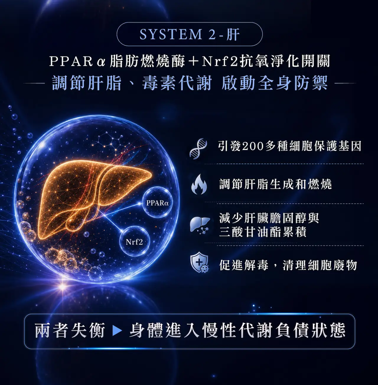 代謝健康雙系統機制，AMPK、SIRT1與心血管代謝，以及PPARα、Nrf2與肝臟代謝的關聯，透過調節代謝、血管彈性，肝臟脂肪、毒素代謝等多方面，支援三高管理及肝臟健康