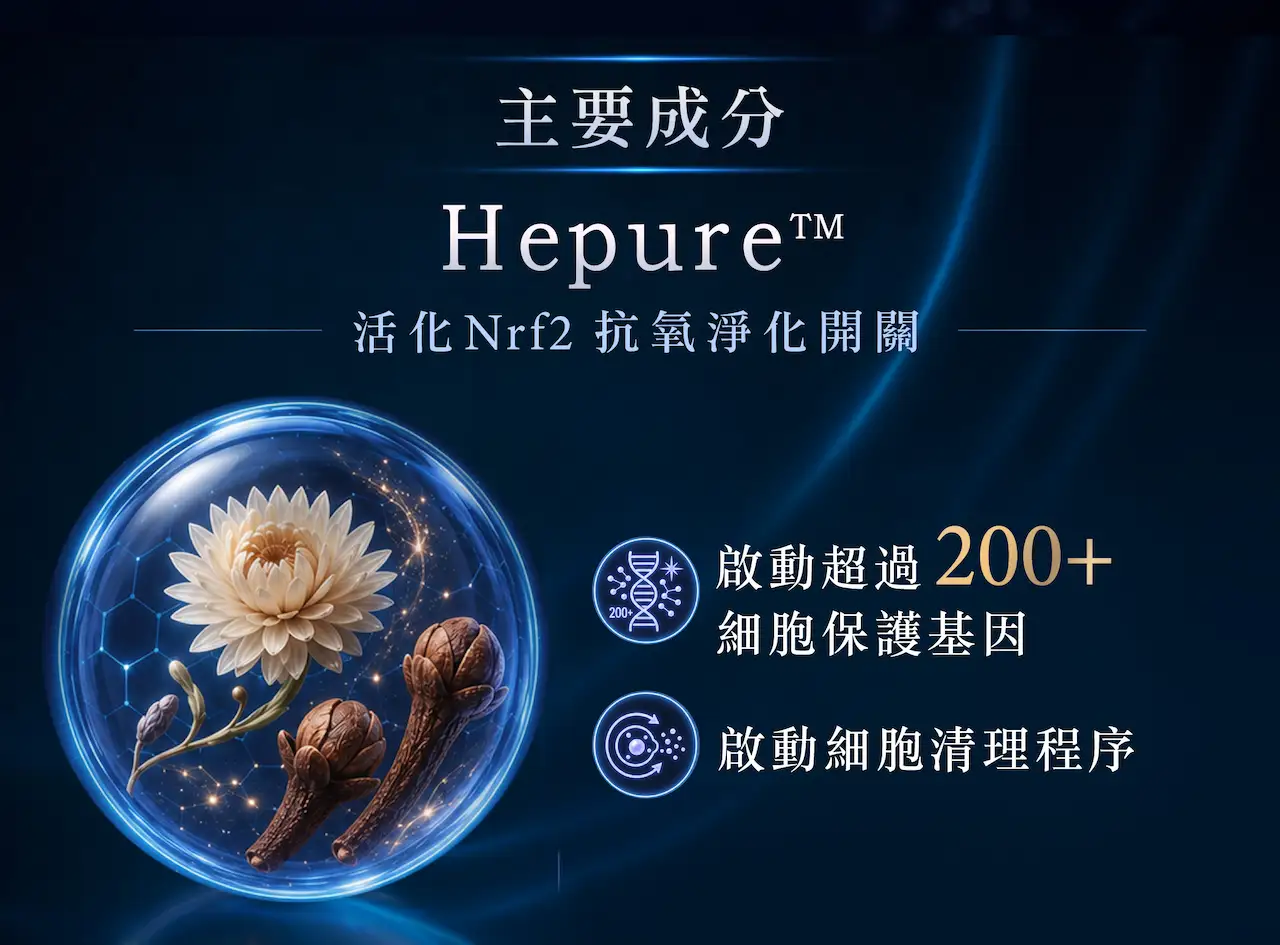 METABOLYN™ LIVER RENEW護肝科研配方，含Hepure™永生花丁香花蕾，透過Nrf2抗氧化機制，啟動細胞保護，清理毒素及老廢細胞