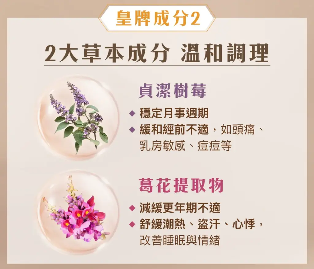 Snow Fox Comfort Cocoa 黃金牛樟芝™ 輕鬆每月可可飲